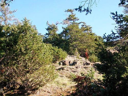 outcrop, short grass, juniper and Douglas-fir on Fidalgo Head, west of Anacortes, Washington