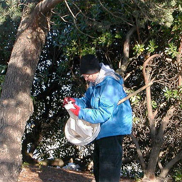 Laurel Ramseyer taps pine cones by parking lot, Anacortes Marina, Anacortes, Washington