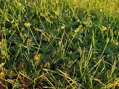 "meadow" of very short grass, Fidalgo Head, west of Anacortes, Washington