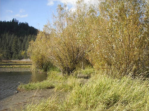 riparian cottonwood stand, Fish Lake Park, Spokane County, Washington