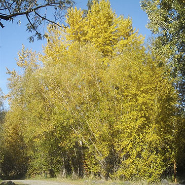 fall color of cottonwood trees, Fish Lake Park, Spokane County, Washington