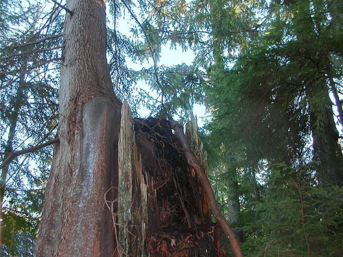 western hemlock tree growing from nurse stump, Fox Island Nature Center preserve, Pierce County, Washington