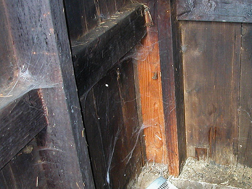 spider webs inside small shed, Lake Quigg campground, Friends Landing Park, Grays Harbor County, Washington