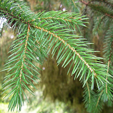 spruce needles, circum-Lake-Quigg trail, Friends Landing Park, Grays Harbor County, Washington