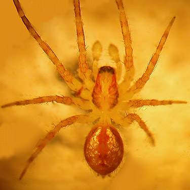 spider Dirksia cinctipes from Gazzam Lake Nature Preserve, Bainbridge Island, Washington