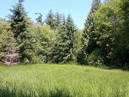 first meadow, Gazzam Lake Nature Preserve, Bainbridge Island, Washington