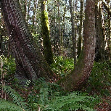 red cedar trees Thuja plicata, Gibbs Lake County Park, Jefferson County, Washington