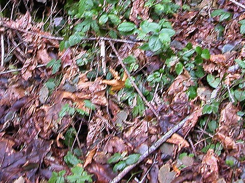 maple leaf litter, south end of Gibbs Lake, Jefferson County, Washington