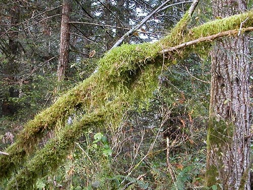 moss on tree, south end of Gibbs Lake, Jefferson County, Washington