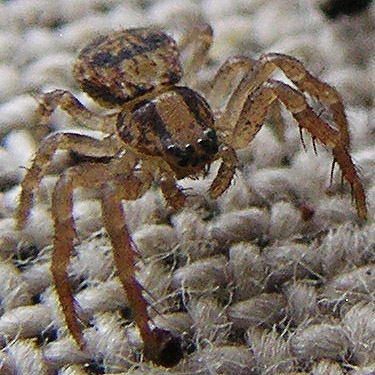 juvenile Ozyptila pacifica crab spider from moss, Cultus Mountain Watershed, W of Gilligan Creek, Skagit County, Washington