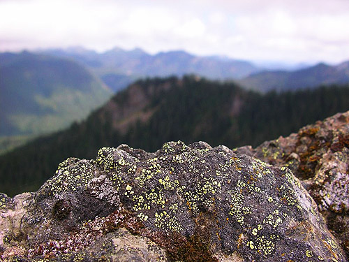 lichen on summit outcrop, Glacier View Trail, Pierce County, Washington