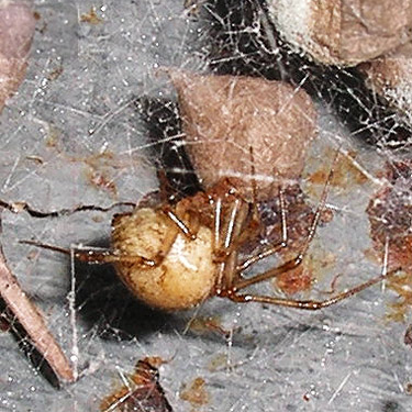 American house spider Achaearanea tepidariorum under bridge railing, Gold Creek/Davis Trail, Kitsap County, Washington