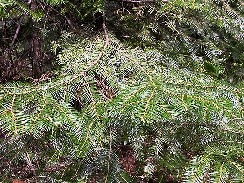 grand fir Abies grandis foliage, Grasshopper Meadows Campground, Chelan County, Washington