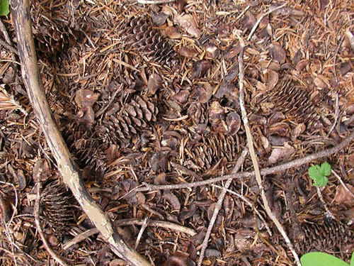 conifer litter and mountain hemlock cones, south slope of Green Mountain, Snohomish County, Washington