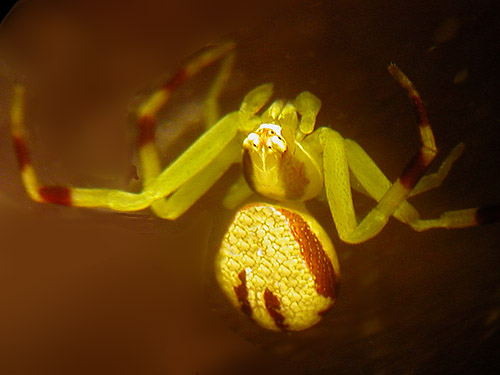 penultimate instar male crab spider Misumena vatia,  Green Mountain Pasture, Snohomish County, Washington
