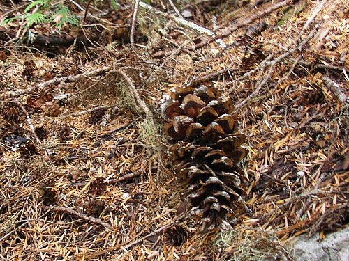 white pine and hemlock cones, south slope of Green Mountain, Snohomish County, Washington