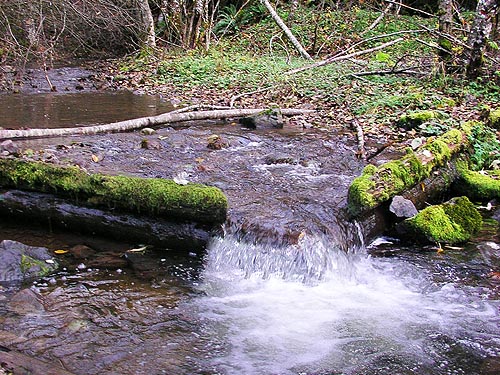 mini-spillway in Greenwater River tributary, 3.5 miles SE of  of Greenwater, King County, Washington