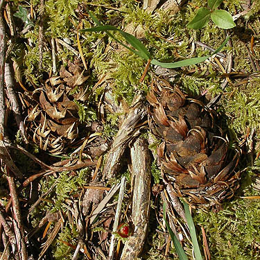 Douglas-fir cones, South Island Drive, Hartstene Island, Mason County, Washington