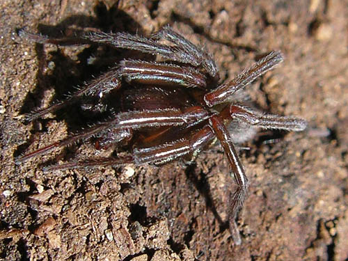 male amaurobiid spider Callobius deces, South Island Drive, Hartstene Island, Mason County, Washington