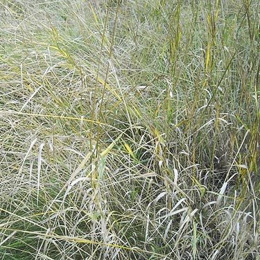 field grass, Haynes Estate Conservation Area, Spokane County, Washington