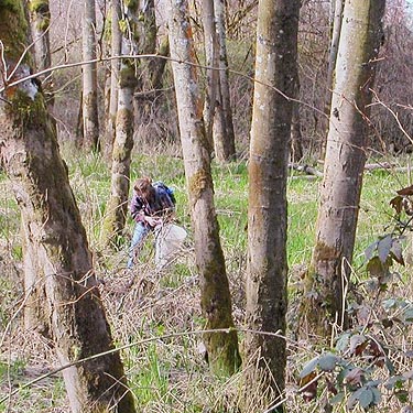 Jessi Bishopp seeks moss to sift in alder woods, Stan Hedwall Park, Lewis County, Washington