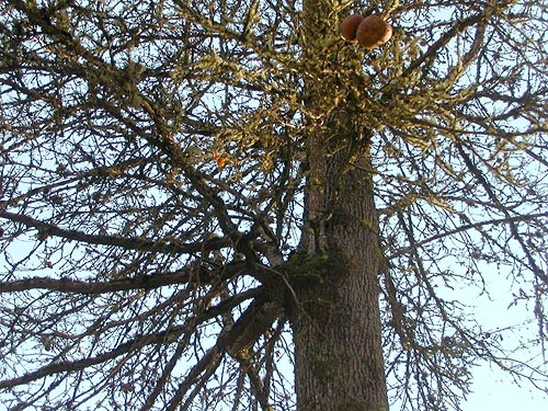 garry oak tree Quercus garryana, Stan Hedwall Park, Lewis County, Washington