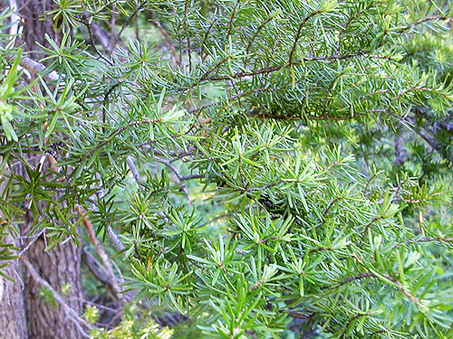 mountain hemlock Tsuga mertensiana foliage, Hope Lake, Chelan County, Washington