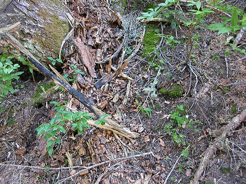 dead wood habitat near Hope Lake, Chelan County, Washington
