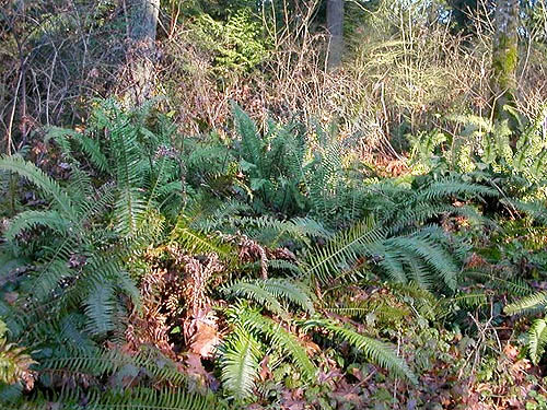 sword fern understory Polystichum munitum, Hutchison Park, Camano Island, Washington