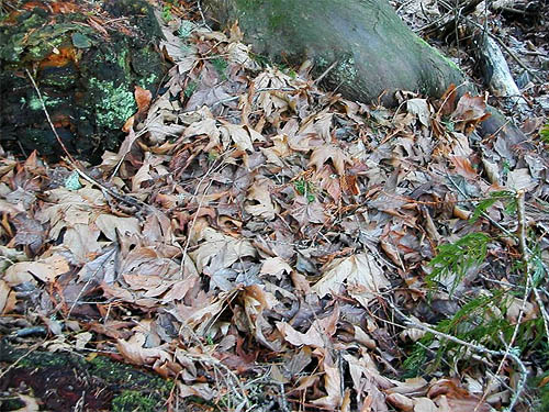 rich bed of maple litter, Hutchison Park, Camano Island, Washington