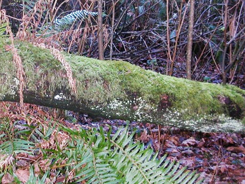 mossy log in forest, Hutchison Park, Camano Island, Washington