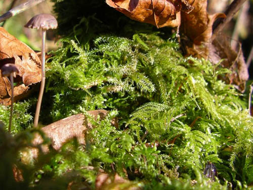 moss and mushroom, Hutchison Park, Camano Island, Washington