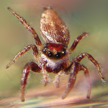 female jumping spider Salticidae Phanias albeolus, Hutchison Park, Camano Island, Washington