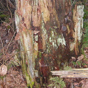rotten wood of stump, Hutchison Park, Camano Island, Washington