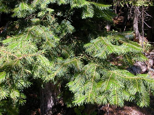 grand fir Abies grandis foliage, Chatter Creek area, Icicle Creek Canyon, Chelan County, Washington