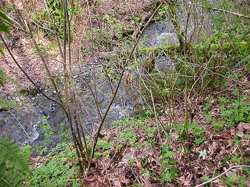 Jackson Gulch creek from forest site, Jackson Gulch mouth, Snohomish County, Washington