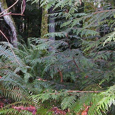 fern, cedar and moss habitats, forest tract on Jefferson Point Road, Kingston, Kitsap County, Washington