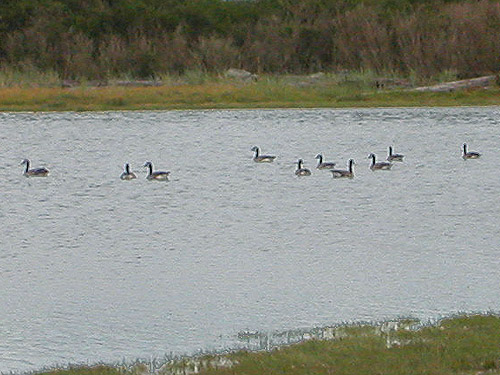 Canada geese in lagoon, Jetty Island, Everett, Snohomish County, Washington