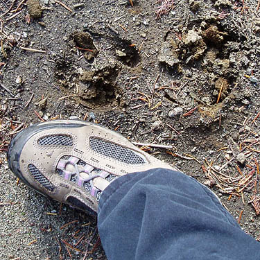 Elk footprint beside Laurel Ramseyer's foot, Johnny Creek Campground, Chelan County, Washington
