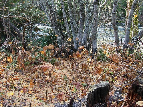 vine maple leaf llitter in Johnny Creek Campground, Chelan County, Washington