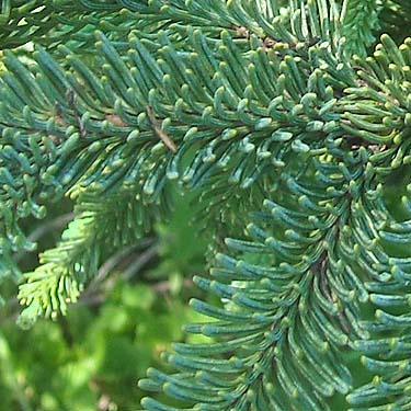 subalpine fir needles, Abies lasiocarpa, Kelly Butte, King County, Washington