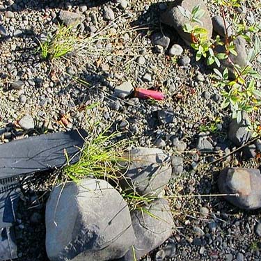stones and junk on ground, gravel pit by Kennedy Creek Road, Thurston County, Washington