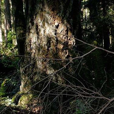 big Douglas-fir trunk in forest, SE of Lagoon Point, Whidbey Island, Washington