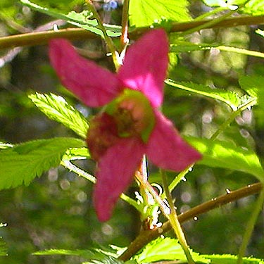 salmonberry flower Rubus spectabilis, SE of Lagoon Point, Whidbey Island, Washington