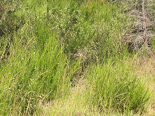 stand of Scots Broom Cytisus scoparius, south of Little Hanks Lake, Mason County, Washington