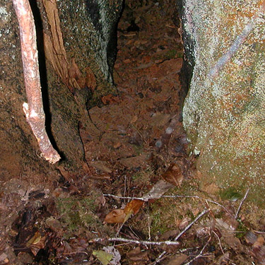 leaf litter in hollow stump, edge of Deckerville Swamp, Mason County, Washington