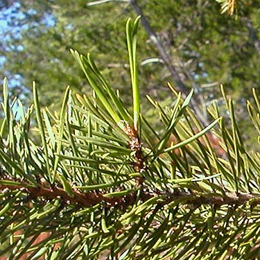 needles of lodgepole pine, south of Little Hanks Lake, Mason County, Washington