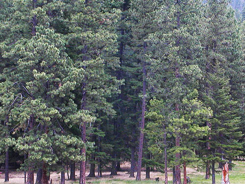 ponderosa pine-Doublas fir forest at edge of Liberty Meadows near Liberty, Kittitas County, Washington