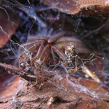 Callobius sp. juvenile amaurobiid spider in pine cone, Lion Gulch 3300', north of Liberty, Kittitas County, Washington