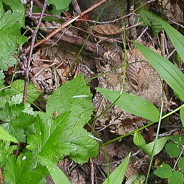 pocket of alder leaf litter, Lion Gulch 3300', north of Liberty, Kittitas County, Washington